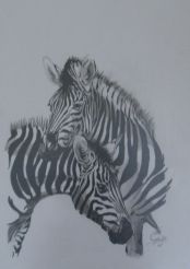 Voir le détail de cette oeuvre: couple de zebres